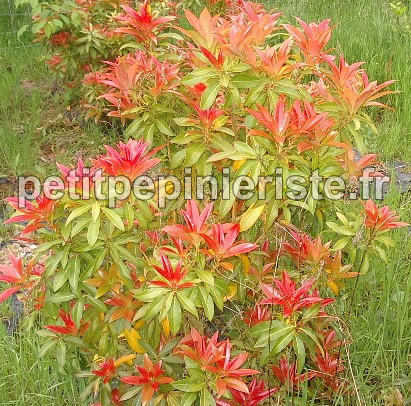 Pieris au printemps